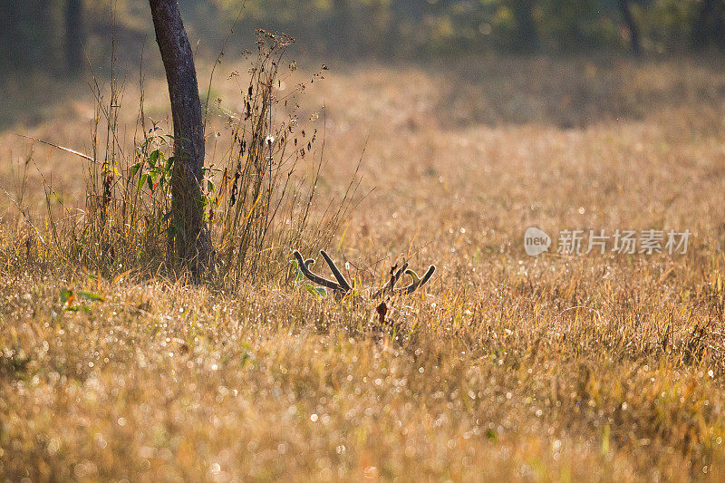 一群印度猪鹿(Hyelaphus porcinus)